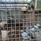 50 postduiven te koop, Dieren en Toebehoren, Meerdere dieren, Gans of Zwaan