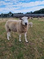 Mooie dekram te koop., Dieren en Toebehoren, Mannelijk, Schaap, 0 tot 2 jaar
