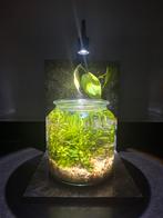Mini aquarium ecosysteem op standaard, Ophalen, Glas, Nieuw, Minder dan 50 cm