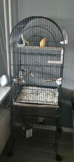 Koppel agapornis met kooi, Dieren en Toebehoren, Vogels | Parkieten en Papegaaien, Meerdere dieren, Dwergpapegaai of Agapornis