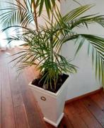 Houten Plantenbak 70cm vaas inclusief palm  Eindhoven, Huis en Inrichting, Kamerplanten, Ophalen of Verzenden, Halfschaduw