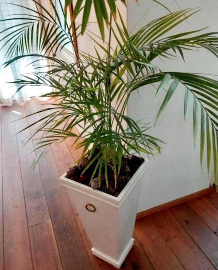 Houten Plantenbak 70cm vaas inclusief palm  Eindhoven, Huis en Inrichting, Kamerplanten, Halfschaduw, Ophalen of Verzenden