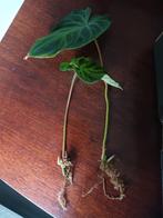 2x Philodendron Verrucosum stek, Huis en Inrichting, Kamerplanten, Ophalen of Verzenden, Overige soorten, Minder dan 100 cm