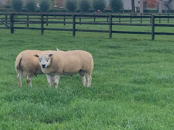 Volbloed Engelse texelaar rammen, Dieren en Toebehoren, Schapen, Geiten en Varkens, Schaap, Mannelijk