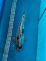 Koi kogane ochiba, Dieren en Toebehoren, Vissen | Vijvervissen, Karper of Koi