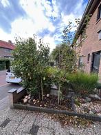 Appel- en perenboom voor de tuin, Overige soorten, Lente, 100 tot 250 cm, Ophalen