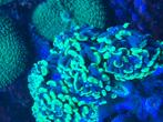 Diverse koraalstekken, Dieren en Toebehoren