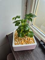 Schefflera in wit bonsai potje, Huis en Inrichting, Kamerplanten, Minder dan 100 cm, Bonsai, Groene kamerplant, Halfschaduw