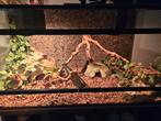 2 rattenslangen inclusief terrarium., Dieren en Toebehoren, Ophalen, Zo goed als nieuw, Terrarium of Paludarium