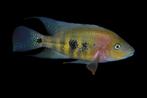 Midden Amerikaanse Cichliden: Wajpamheros nourissati Rio Cor, Dieren en Toebehoren, Vissen | Aquariumvissen, Vis, Zoetwatervis