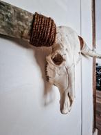 Indrukwekkende echte Buffelschedel / Longhorn Skull, Zo goed als nieuw, Ophalen