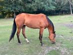 Te koop: superbrave zadelmak 3 jarige d pony, Dieren en Toebehoren, Pony's, Merrie, Springpony, Zadelmak, 3 tot 6 jaar