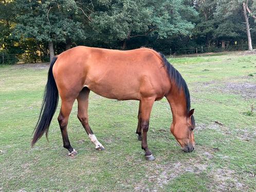 Te koop: superbrave zadelmak 3 jarige d pony, Dieren en Toebehoren, Pony's, Merrie, Zadelmak, D pony (1.37m tot 1.48m), Springpony