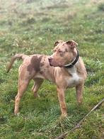 Gedrachts training honden, Diensten en Vakmensen, Dieren | Honden | Verzorging, Oppas en Les