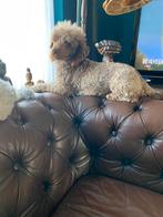 Poedel (toy dekreu)Niet te koop ), Dieren en Toebehoren, Poedel, Reu, CDV (hondenziekte), Eén hond