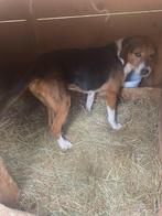 Ninochka,Een zachtaardig meisje dat smacht een eigen familie, Dieren en Toebehoren, Honden | Niet-rashonden, Particulier, Rabiës (hondsdolheid)