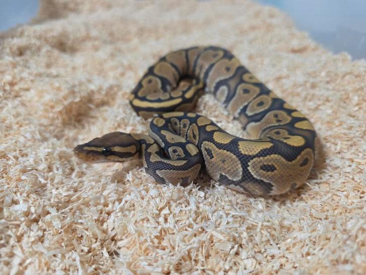Hypo Fire(poss Chocolate) Python regius 2025, Dieren en Toebehoren, Reptielen en Amfibieën, Slang, 0 tot 2 jaar