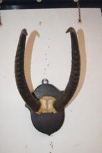 Herten geweien, Ophalen of Verzenden, Gebruikt, Hert, Gewei of Kop