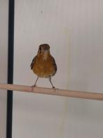 1-1 Dama lijsters, Dieren en Toebehoren, Meerdere dieren, Tropenvogel, Geringd