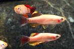 Hobbyaquarium Tanichthys albonubes Gold / Chinese Danio Goud, Vis, Zoetwatervis, Schoolvis