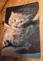 Schattige rode kitten steekt tongetje uit, Verzenden, Ongelopen, Hond of Kat