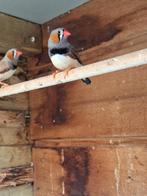 Zebravink, Dieren en Toebehoren, Vogels | Overige Vogels, Mannelijk, Tropenvogel