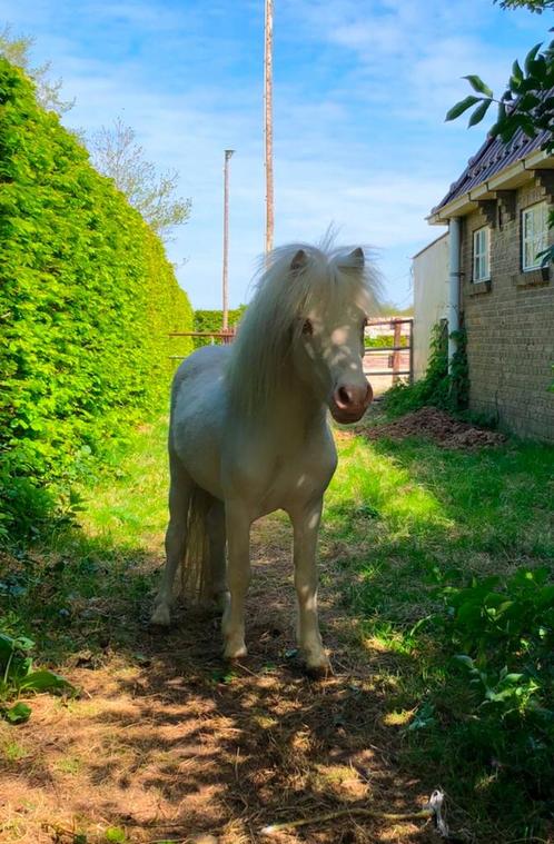 Ter dekking cremello bonte Nmprs hengst 89 cm, Dieren en Toebehoren, Paarden en Pony's | Dekhengsten en Fokmerries, Hengst