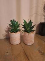 2 Nep cactussen in roze potjes, Ophalen of Verzenden, Zo goed als nieuw, Binnen