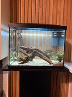 Superfish Aquarium, Dieren en Toebehoren, Vis