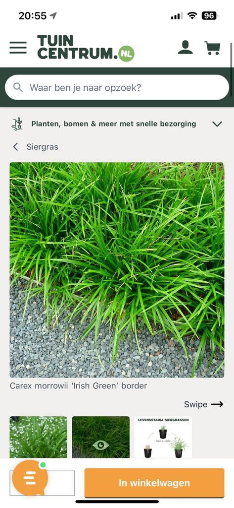 Zsm halen. Carex 2 soorten, gratis maar zelf eruit scheppen, Tuin en Terras, Planten | Tuinplanten, Siergrassen, Halfschaduw, Ophalen