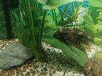 PLECO, Dieren en Toebehoren, Ophalen, Overige typen