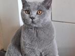 Britse korthaar kater 6 maanden, Dieren en Toebehoren, Kater, Ontwormd, 0 tot 2 jaar