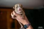Bully pups pocket met stamboom, Parvo, 8 tot 15 weken, Bulldog, Meerdere