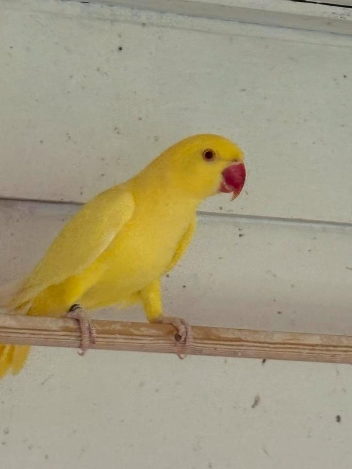Gevraagd diverse soorten vogels .Zie omschrijving, Dieren en Toebehoren, Vogels | Parkieten en Papegaaien, Parkiet, Meerdere dieren