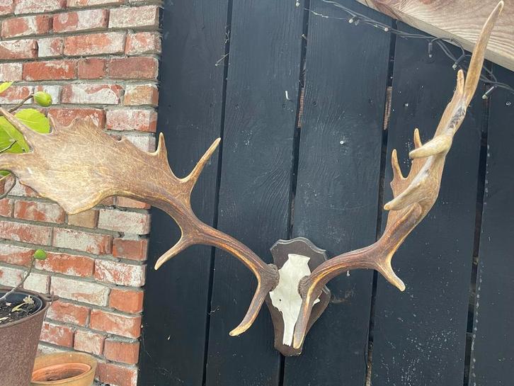 Hertengewei met kunstschedel - Afwerpstangen, Huis en Inrichting, Woonaccessoires | Wanddecoraties, Gebruikt, Ophalen of Verzenden