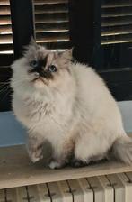 Lief poesje, Dieren en Toebehoren, Poes, Gechipt