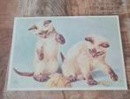 Siamese katjes - Ko van den Broecke, Verzenden, Gelopen, Hond of Kat