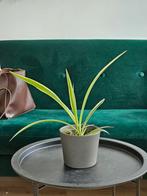 Graslelie / spider plant, Huis en Inrichting, Kamerplanten, Ophalen, Overige soorten, Minder dan 100 cm