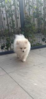 pomeriaan pup (teefje), Dieren en Toebehoren, Honden | Chihuahua's en Gezelschapshonden, Particulier, 15 weken tot 1 jaar, Overige rassen