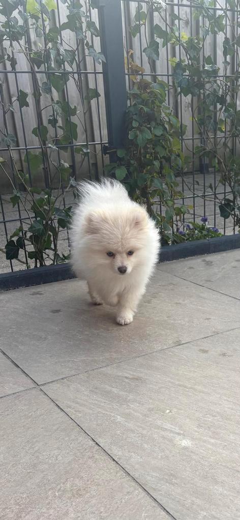 pomeriaan pup (teefje), Dieren en Toebehoren, Honden | Chihuahua's en Gezelschapshonden, Teef, Overige rassen, Particulier, Eén hond