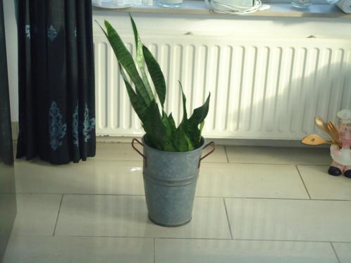metalen emmer met sansevieria, Huis en Inrichting, Kamerplanten, Overige soorten, Minder dan 100 cm, In pot, Ophalen