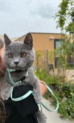 100% raszuivere britse korthaar, Dieren en Toebehoren, Katten en Kittens | Raskatten | Korthaar, Poes, Ontwormd