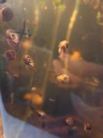 Aquarium posthoornslakken, Dieren en Toebehoren, Slak of Weekdier
