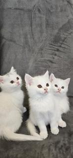 Prachtige perziche kittens / persian kittens, Dieren en Toebehoren, Katten en Kittens | Raskatten | Langhaar