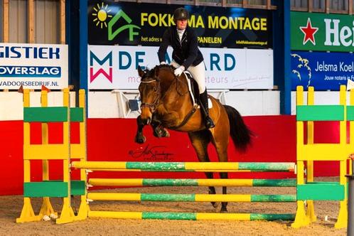 Super lieve zangersheide springmerrie, Dieren en Toebehoren, Paarden, Merrie, B, 165 tot 170 cm, 3 tot 6 jaar, Springpaard, Met stamboom