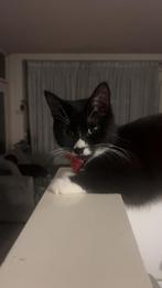 peos 1 jaar spoed weg, Poes, Langharig, 0 tot 2 jaar