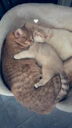 2 britse brits korthaar poes poezen, Poes, Gechipt, 0 tot 2 jaar