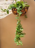 Senecio Jacobsenii Hangplant Vetplant Succulent, Huis en Inrichting, Kamerplanten, Verzenden, Vetplant, Halfschaduw, Minder dan 100 cm