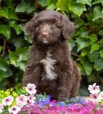 Aussiedoodle pups (australian doodle x australian sheperd), Dieren en Toebehoren, Honden | Niet-rashonden, 8 tot 15 weken, Meerdere