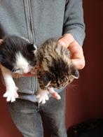 Kittens, Dieren en Toebehoren, Katten en Kittens | Overige Katten, Poes